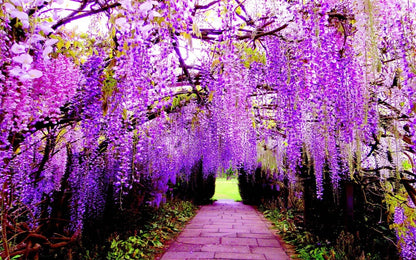 Real Wisteria Climbing Flower - Creeping Garden Plant - Viable Seeds - UK Seller
