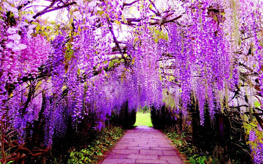 Real Wisteria Climbing Flower - Creeping Garden Plant - Viable Seeds - UK Seller