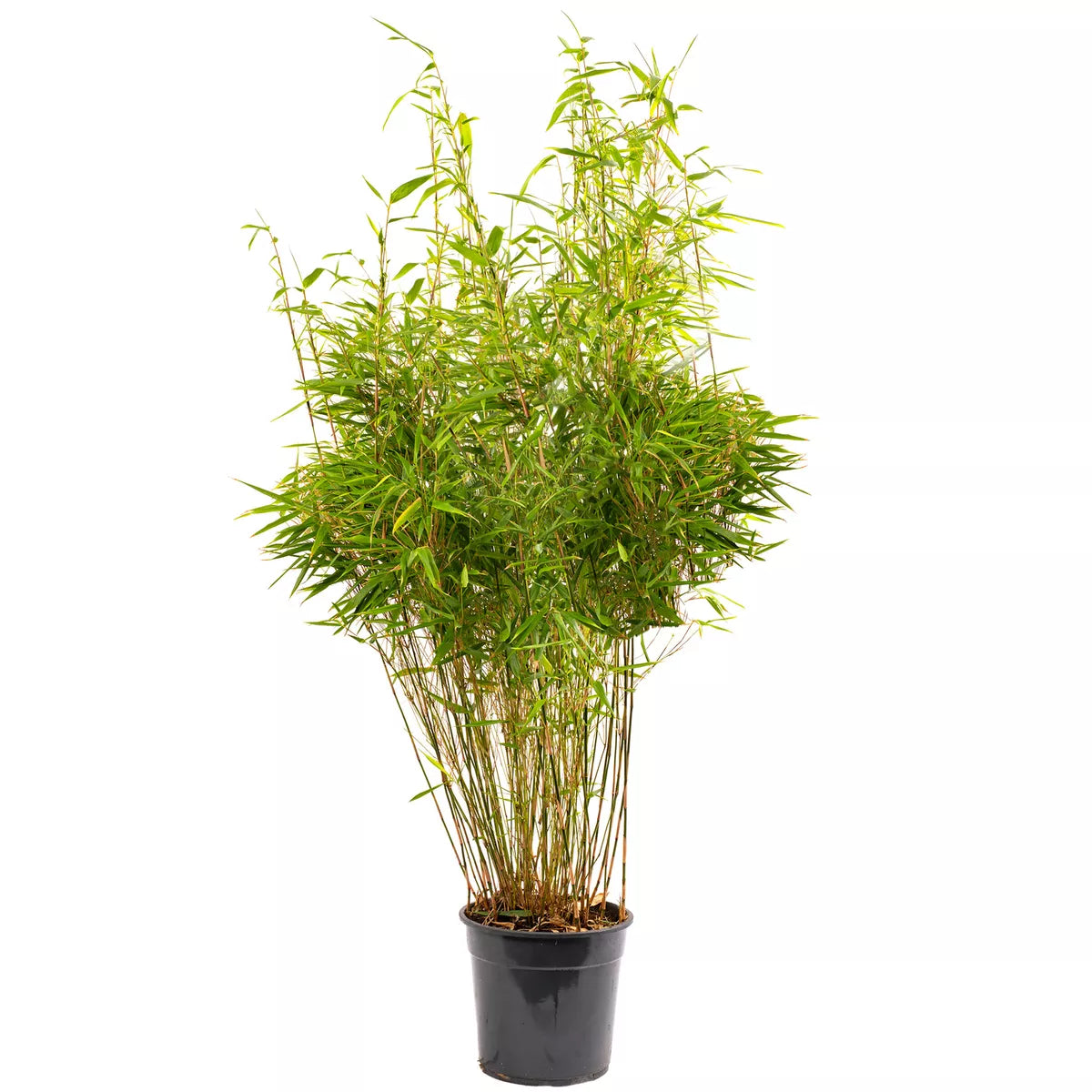 Fargesia Rufa Hardy Non-Invasive Red Panda Bamboo Garden Plant for Screening