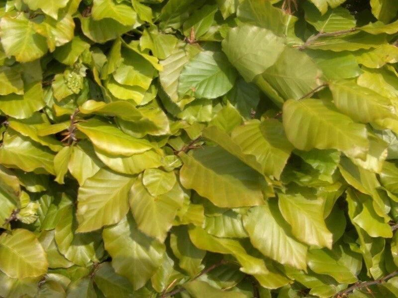10 x 5ft Green Beech native bare root hedge plants semi-evergreen hedging