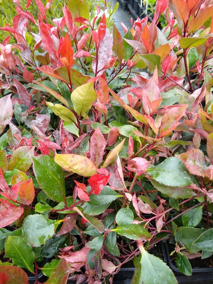 10x PHOTINIA RED ROBIN BUSH PLANTS 2LT POT SHRUBS WHITE FLOWERS HEDGING 2.5 FOOT