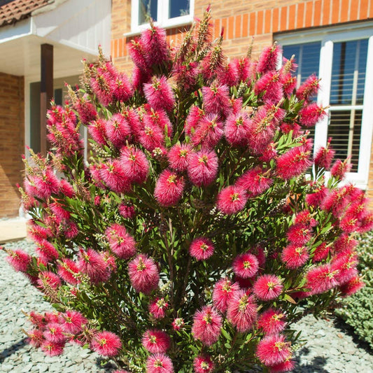 Callistemon Bottlebrush Plant, Established 30cm Tall, 2 Litre Pot,Ready to Plant