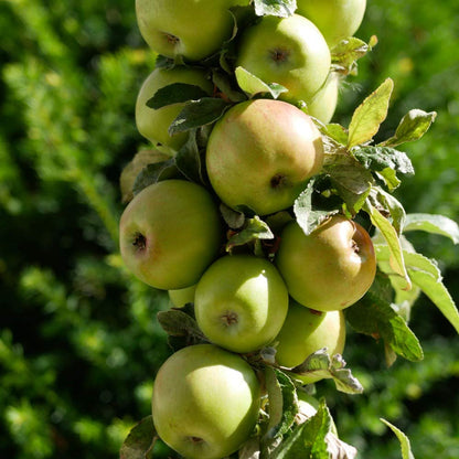 1 x Malus (Apple) ‘Golden Delicious’ Plant in a 9cm Pot