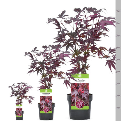 Acer palmatum 'Bloodgood' | Japanese Maple Deciduous Garden Plant Tree In Pot