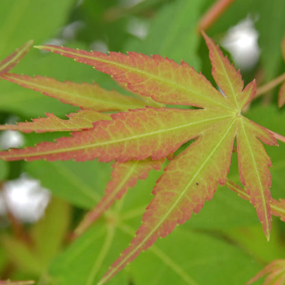 Acer palmatum Katsura - Japanese Maple | 100cm  Outdoor Garden Ready Tree in Pot