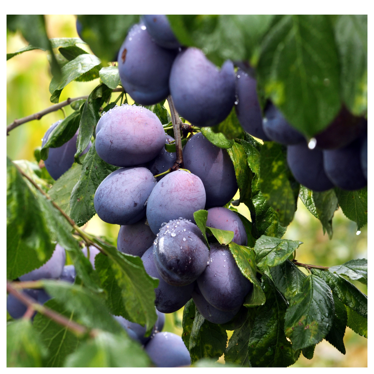 Opal Plum Tree 4-5ft In 6L Pot, Self-Fertile, Tasty & Sweet, Ready to Fruit