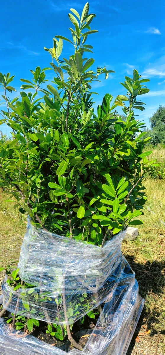 20 Cherry Laurel Hedging Plants, 10L Pots and 15L Bags  5-6FT 150-180cm