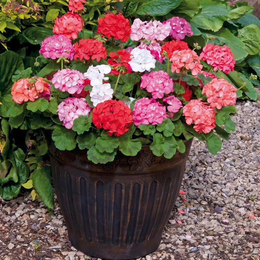 Perfect Plants - Geranium Plants Mixed Colours - 6 Pack Bedding Plants