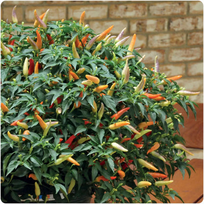 Chilli Pepper 'Hot Basket of Fire' x 3 Plug Plants