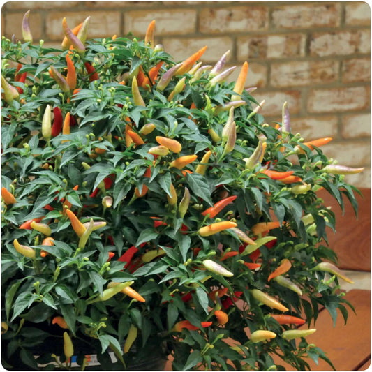 Chilli Pepper 'Hot Basket of Fire' x 3 Plug Plants