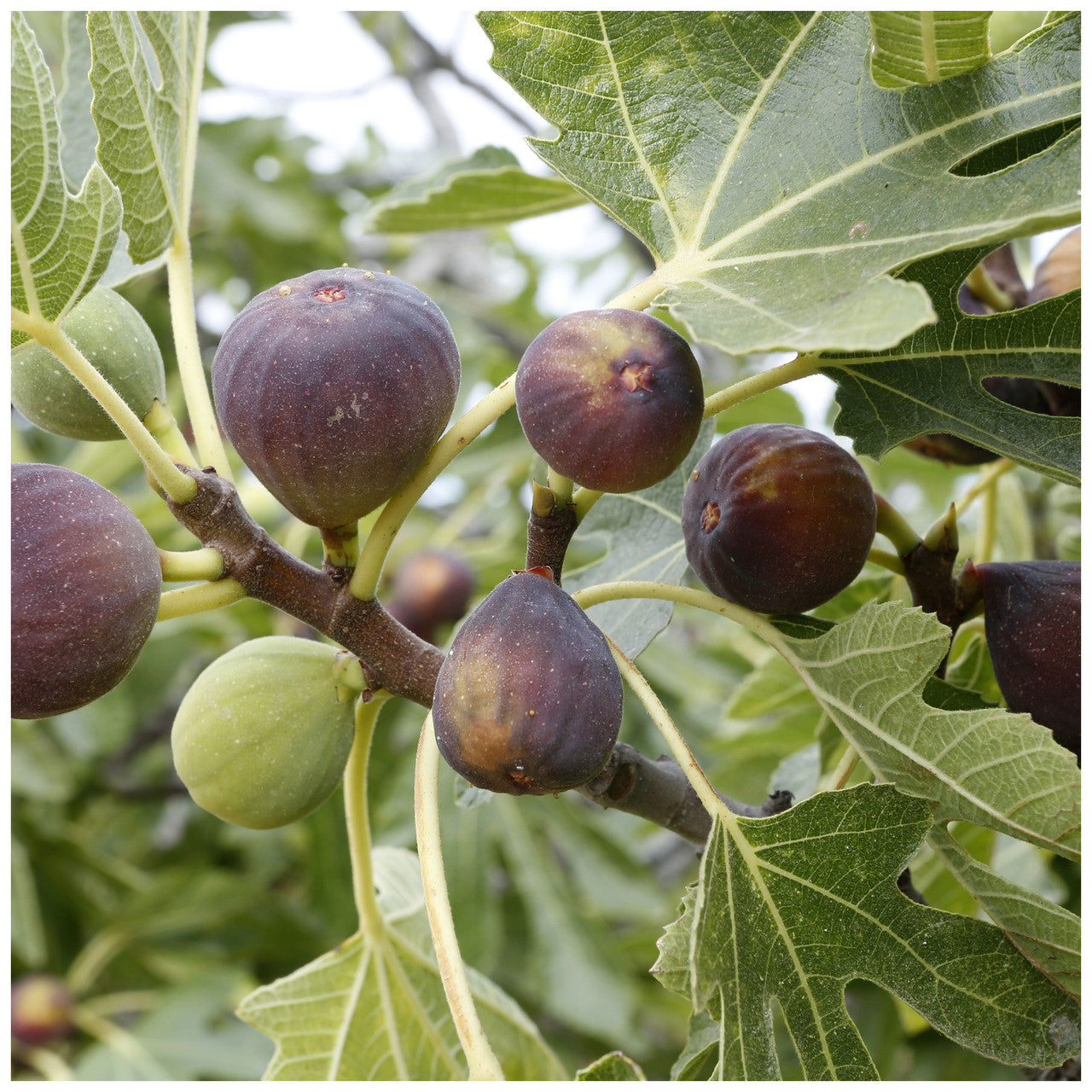 Large Fig Tree 'Brown Turkey' in a 5L Pot, Ready to Fruit, Sweet Taste