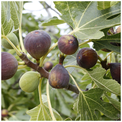 Large Fig Tree 'Brown Turkey' in a 5L Pot, Ready to Fruit, Sweet Taste