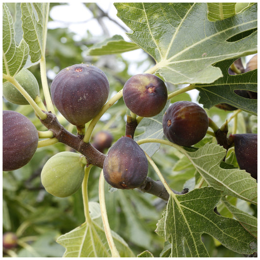 Large Fig Tree 'Brown Turkey' in a 5L Pot, Ready to Fruit, Sweet Taste