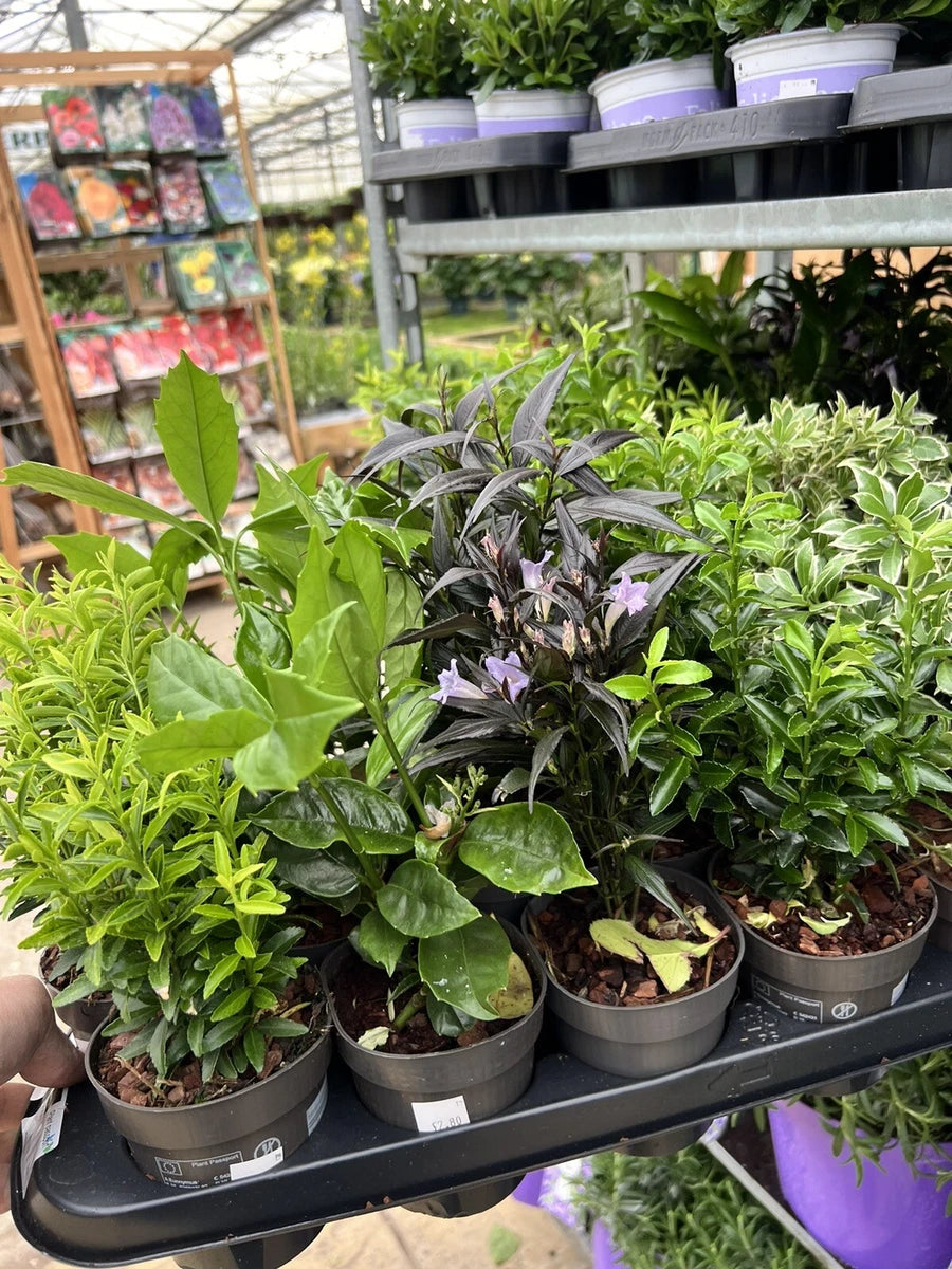 5X MIXED ESTABLISHED GARDEN SHRUBS 9CM POT