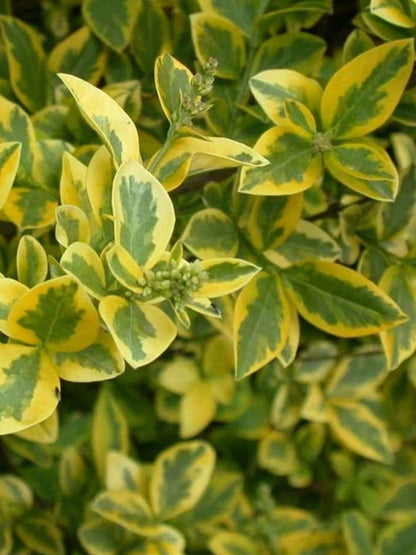 2-3ft Golden Privet garden hedge plants evergreen hedging bare root