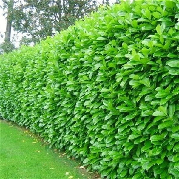 25 Cherry Laurel Evergreen Hedging Plants Fast Growing 2-3ft Large 1 Ltr Pots
