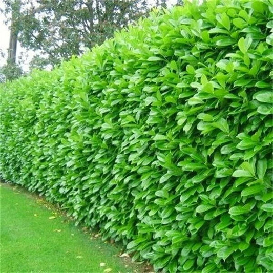 120 Cherry Laurel Evergreen Hedging Plants Fast Growing 2ft Large 1 Ltr Pots