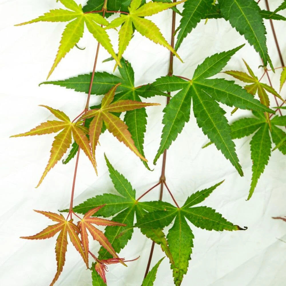 Japanese Maple 'Cascade Emerald' - Weeping Tree with Fiery Autumn Colours