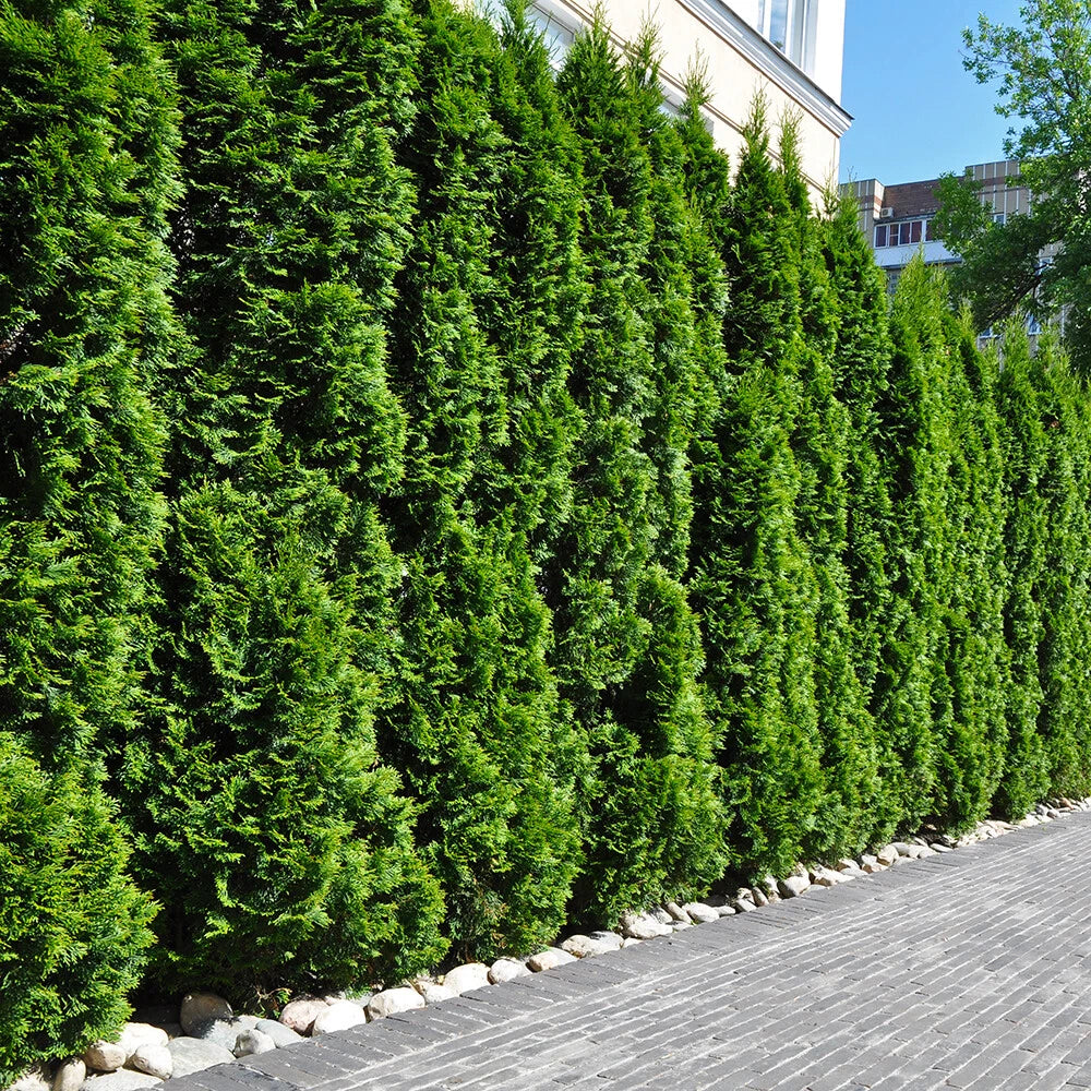 Evergreen Conifer Plants, Thuja Smaragd, compact hedging, hardy, 10 x 9cm pots