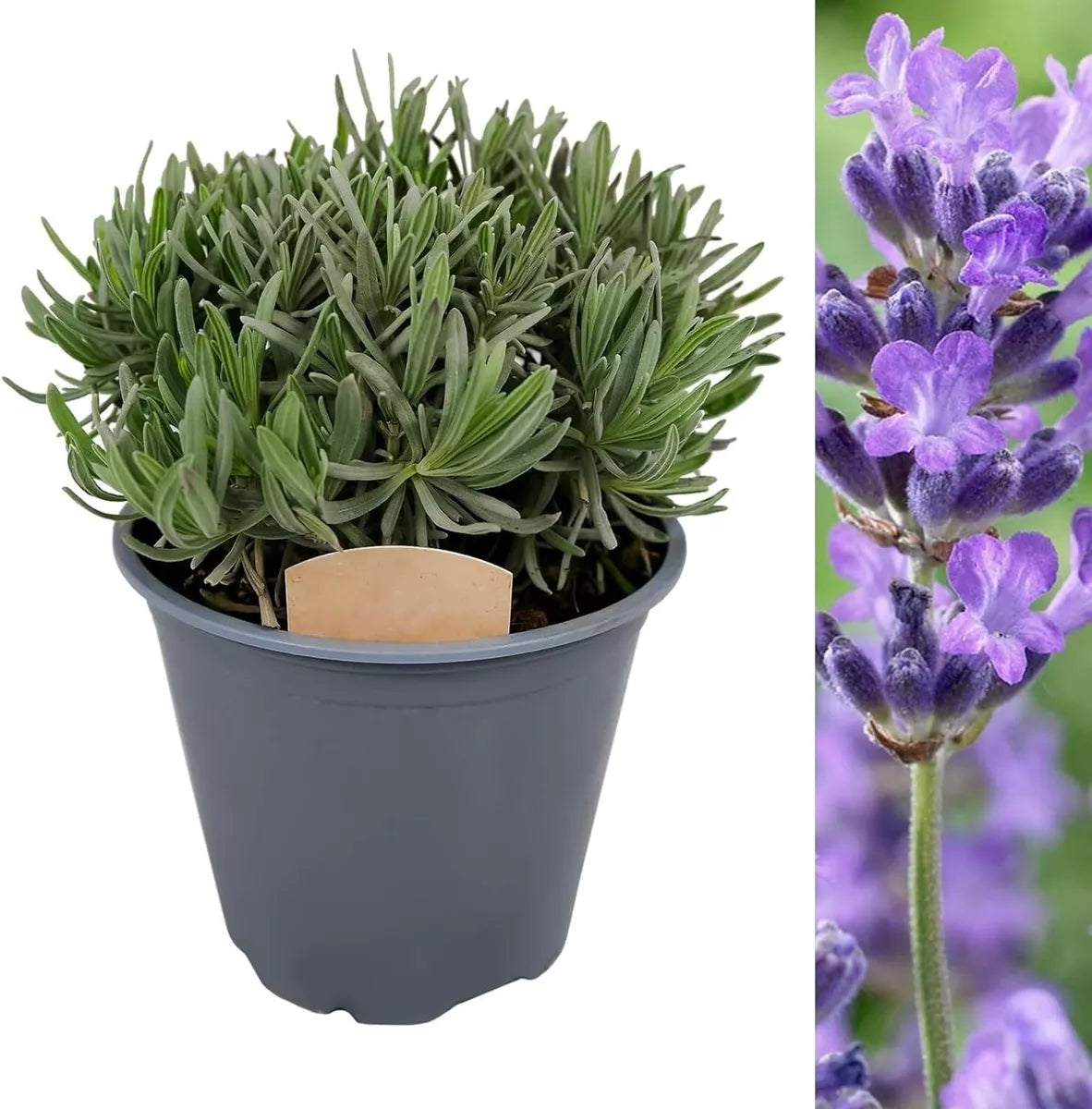 Lavender angustifolia Herb Plant in 14cm Pot - Lavandula English Lavender Bush