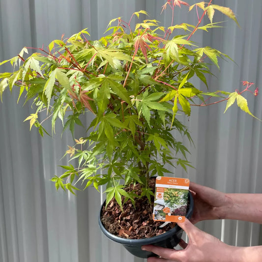 Acer Plant Japanese Maple Palmatum Katsura Garden Tree Shrub 40-50cm