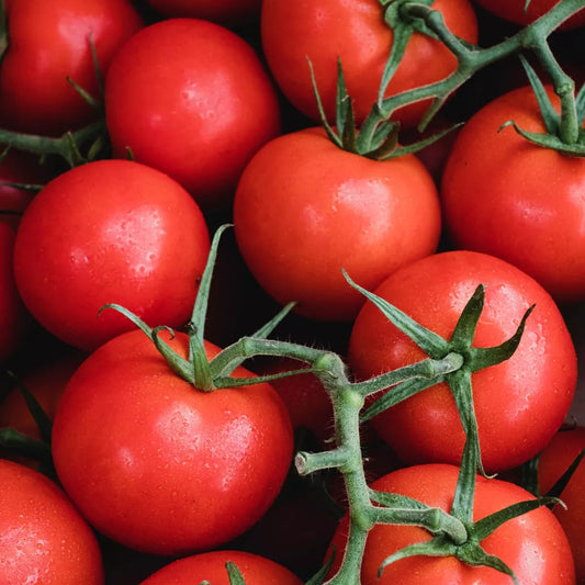 Tomato Plants Shirley F1 in 9cm Pots - Easy to Grow UK Grown Garden Ready Plants