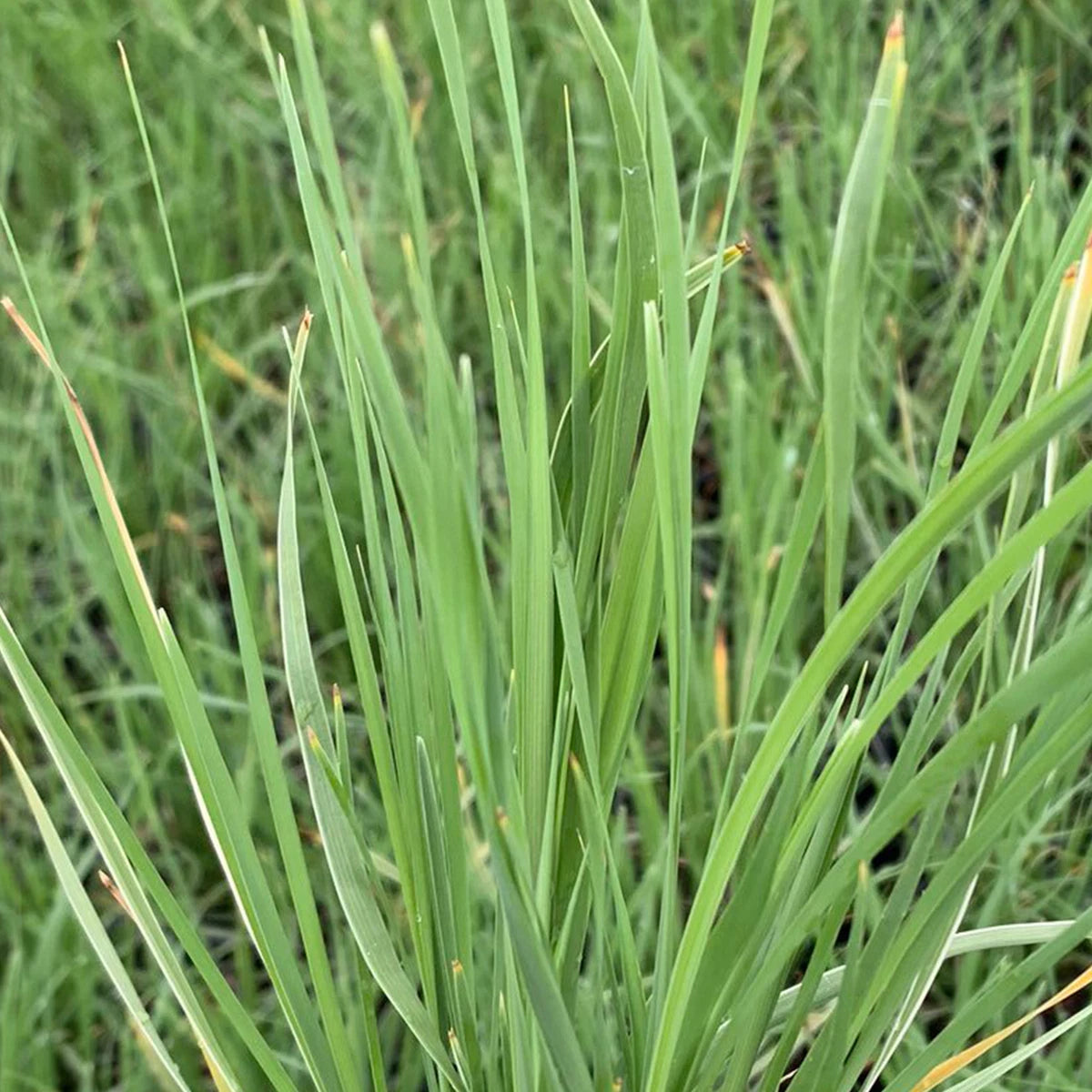 Lomandra Arctic Frost Basket Grass Herbaceous Perennial Outdoor Garden Shrub
