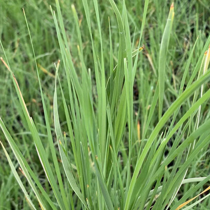 Lomandra Arctic Frost Basket Grass Herbaceous Perennial Outdoor Garden Shrub