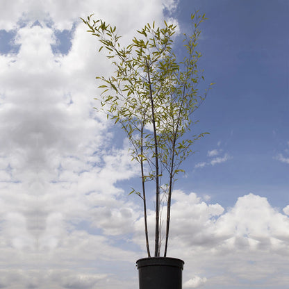 Bamboo Plant, Black Bamboo Phyllostachys Nigra, Hardy, 50-80cm Tall in 3L Pot