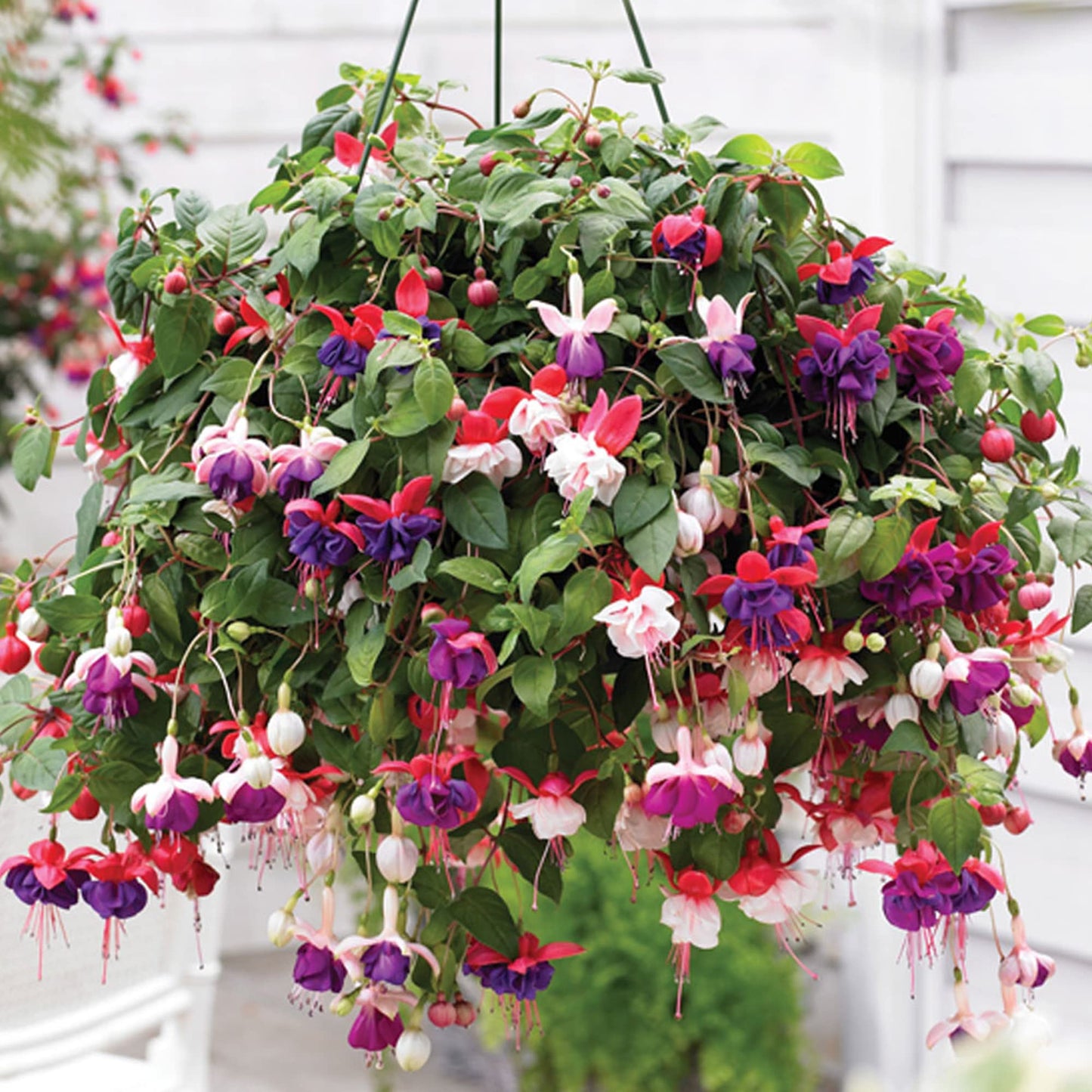 3 Fuchsia Garden Ready Plants Collection | Hardy Outdoor Shrubs in Plant Pots - 9cm Pots