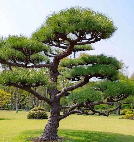 Japanese Black Pine,20–30cm Live Hardy Evergreen Tree,UK Grown,Garden&Decoration