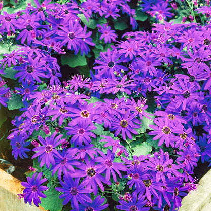 Senetti Deep Blue | Evergreen Perennial Summer Flowering Garden Plant in 2L Pot