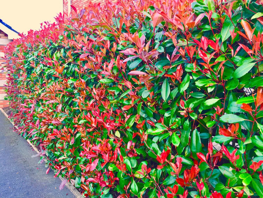 25 Red Robin Hedging Photinia Evergreen Plants Fast Growing 20-40cm Potted