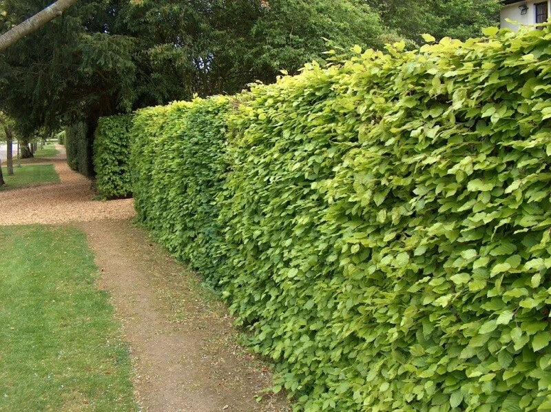 10 x 5ft Green Beech native bare root hedge plants semi-evergreen hedging