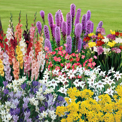 Summer Flowering Bulb Mixed Pack, 300 Bulbs, 7 Varieties for Summer Long Colour