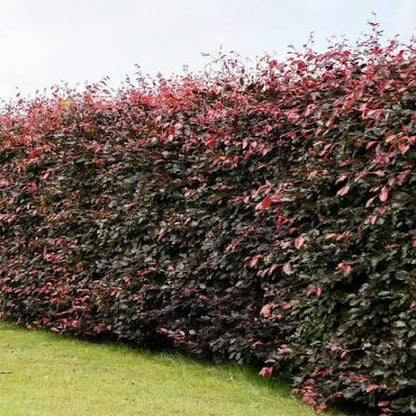3-4ft Copper Beech Hedging Tall Bareroot Purple beech Hedging plants
