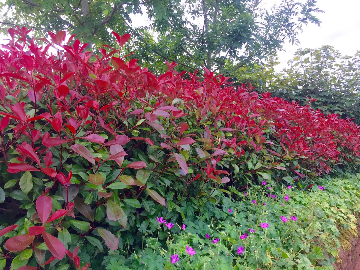 25 Red Robin Hedging Photinia Evergreen Plants Fast Growing 20-40cm Potted