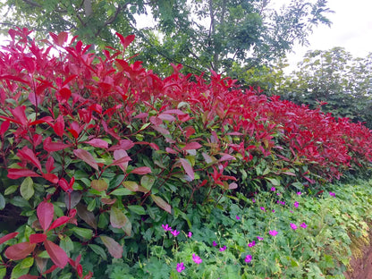25 Red Robin Hedging Photinia Evergreen Plants Fast Growing 20-40cm Potted