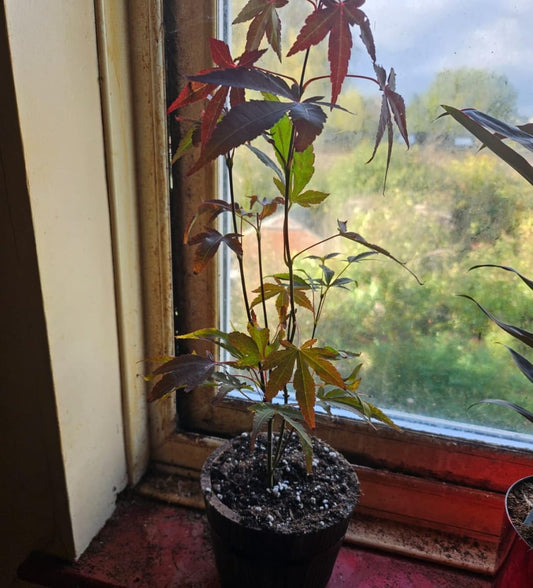Red Purple Japanese Maple 2 years old bonsai starter. Incredible autumn colour!