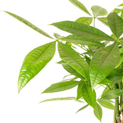 Pachira Aquatica Money Tree Evergreen Indoor House Plant for Home Office in Pot