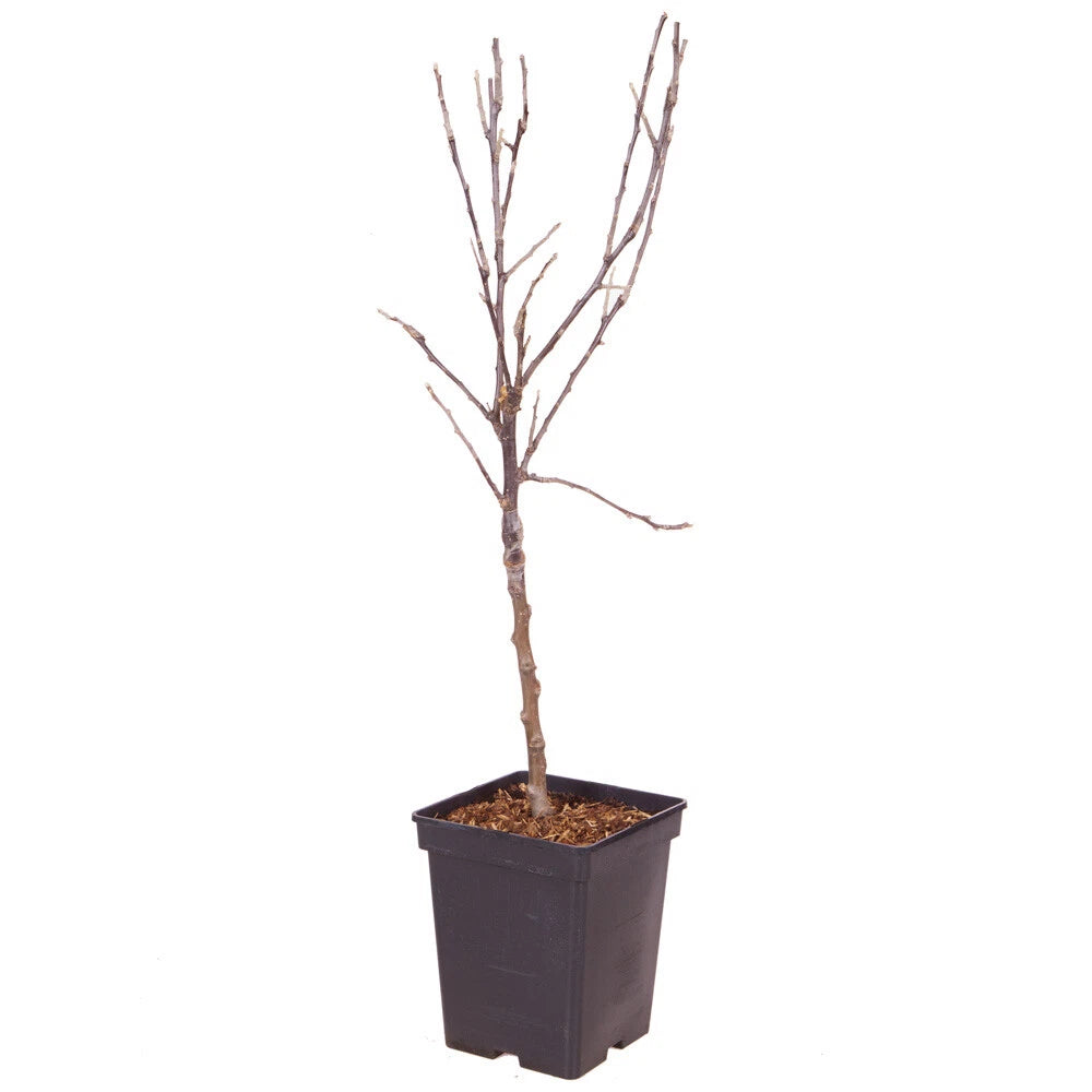 Braeburn Apple Fruit Tree in a 5L Pot Dwarf Rootstock for Patios and Pots
