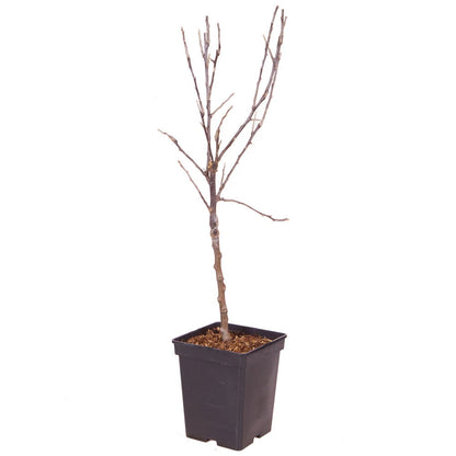 Braeburn Apple Fruit Tree in a 5L Pot Dwarf Rootstock for Patios and Pots