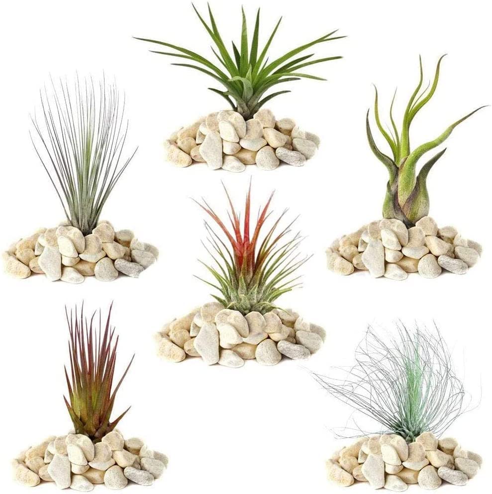 Tillandsia Mix - 5 Plants - Indoor Air Plant for House Vivarium Terrarium