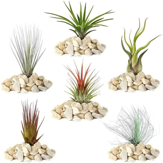 Tillandsia Mix - 5 Plants - Indoor Air Plant for House Vivarium Terrarium