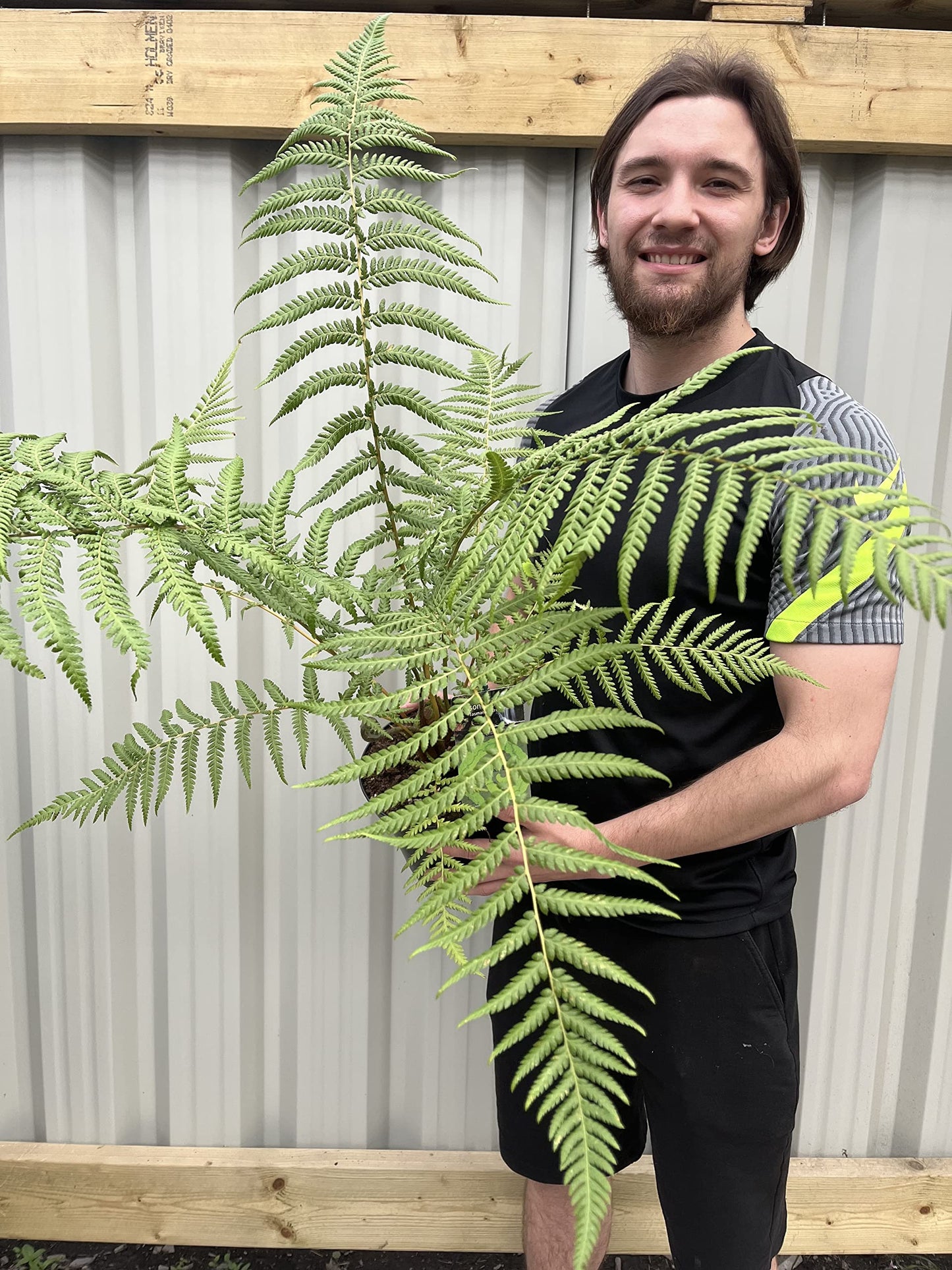 Dicksonia Antarctica | Tree Fern | 50-70cm Incl Pot Approx, Green
