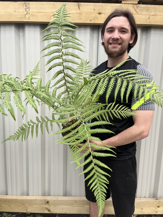 Dicksonia Antarctica | Tree Fern | 50-70cm Incl Pot Approx, Green