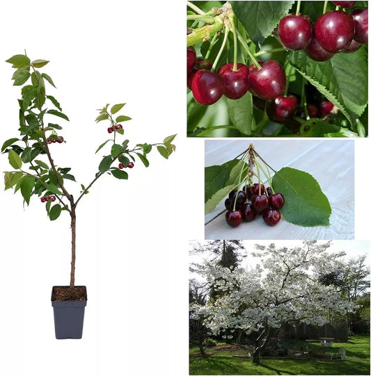 Cherry Tree - Prunus avium 'Regina' - Patio Fruit Tree 2-3ft in 5 Litre Pot