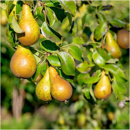 Conference Pear Tree 3-4ft 4L Pot, Self-Fertile & Heavy Cropper, Ready to Fruit