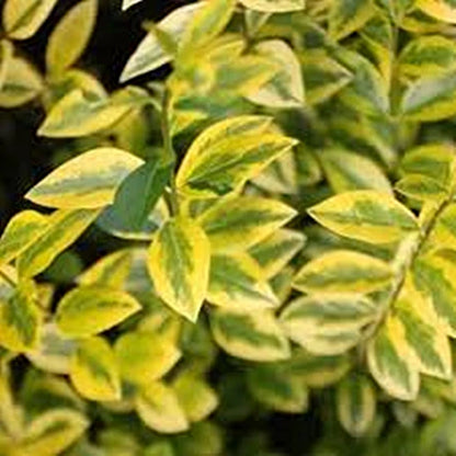 2-3ft Golden Privet garden hedge plants evergreen hedging bare root