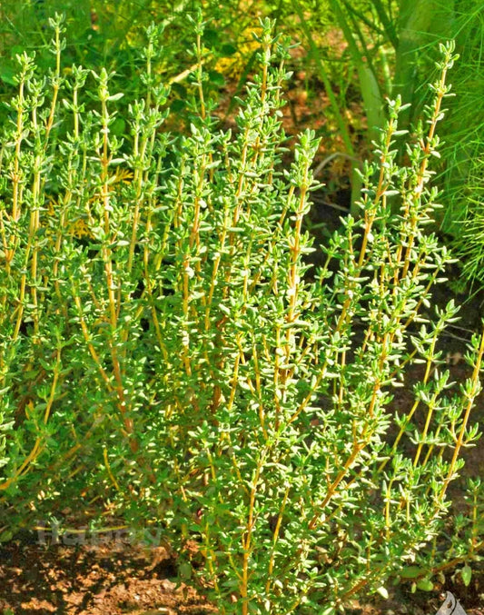 Herb - Thyme - English Winter - 1200 Seeds - Thymus v. Perennial Household Herbs